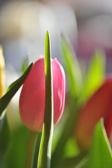 tulipan różowy