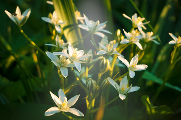Fototapeta na wymiar A blooming white star-of-Bethlehem in the garden. Sunset sun