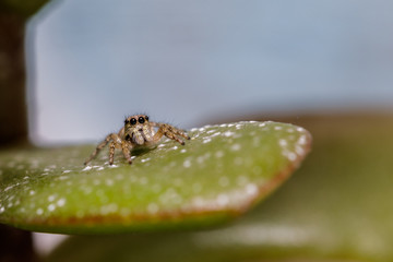 Spider on