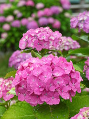 雨の日の紫陽花風景