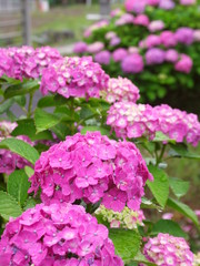 雨の日の紫陽花風景