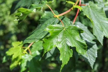 green leaves of a tree