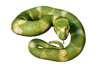 Fototapeta premium 3D Rendering Viper Snake on White