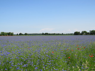 Feld mit blauen Blumen