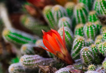 Beautiful blooming cactus flower with red flowers