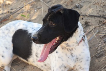 Happy adult english pointed dog 