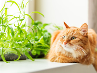 Cute ginger cat is sitting on window sill near flower pots with rocket salad, basil and cat grass. Fluffy pet is staring curiously. Cozy home with plants.