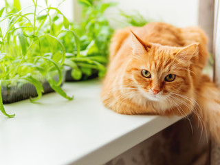 Cute ginger cat is sitting on window sill near flower pots with rocket salad, basil and cat grass. Fluffy pet is staring curiously. Cozy home with plants.