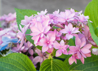 Blooming Hydrangea paniculata or Panicled hydrangea. Pink flowers with green leaves.