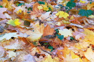 Autumn leaves on the ground. Maple, red, yellow foliage. Outdoor. Autumn leaves on the sun.