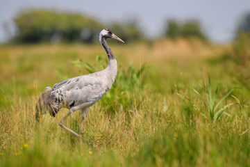 Common Crane - Grus grus, beautiful large bird from Euroasian fields and meadows, Hortobagy National Park, Hungary.