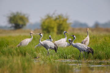 Common Crane - Grus grus, beautiful large bird from Euroasian fields and meadows, Hortobagy...