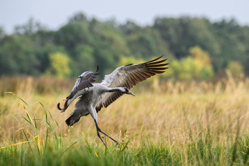 Fototapeta premium Common Crane - Grus grus, beautiful large bird from Euroasian fields and meadows, Hortobagy National Park, Hungary.