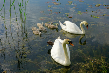 SCHWANENFAMILIE . FAMILY OF SWANS