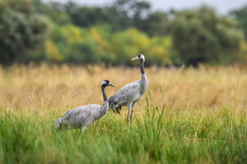 Common Crane - Grus grus, beautiful large bird from Euroasian fields and meadows, Hortobagy National Park, Hungary.