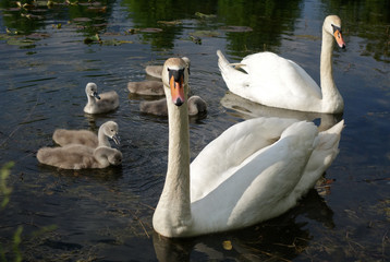 SCHWANENFAMILIE . FAMILY OF SWANS