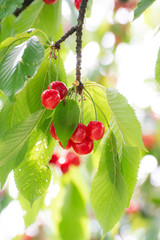 red cherries on a branch in summer