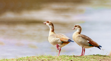Two ducks are on the banks of the river.