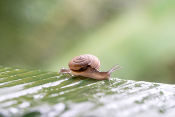 Snail in shell crawling on the green palm leaf, summer day in garden, close up, Thailand