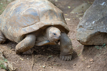 Giant turtles, dipsochelys gigantea in tropical island Mauritius