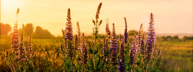 Sunset over a purple field of wild flowers. soft focus on colors. gently colored flower in summer. banner, copy space.