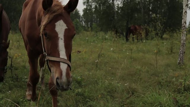 Horses grazing sappy grass in green lawn at a birch forest