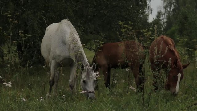 Horses grazing sappy grass in green lawn at a birch forest