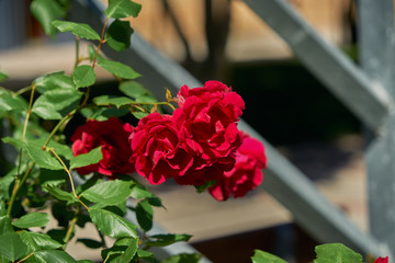 Red rose flower blooming in roses garden on background red roses flowers