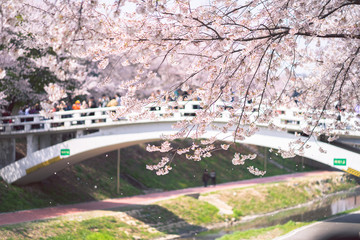 Spring stream bridge with beautiful cherry blossom trees near Yangjae Cheon river side