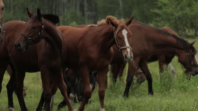 Horses grazing sappy grass in green lawn at a birch forest