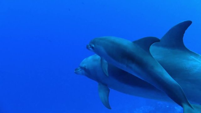 mother and child dopline at rangiroa 