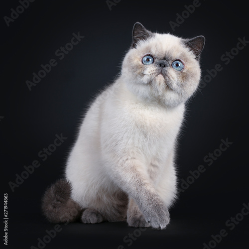 Cute Blue Tortie Point Exotic Shorthair Kitten Sitting Playing