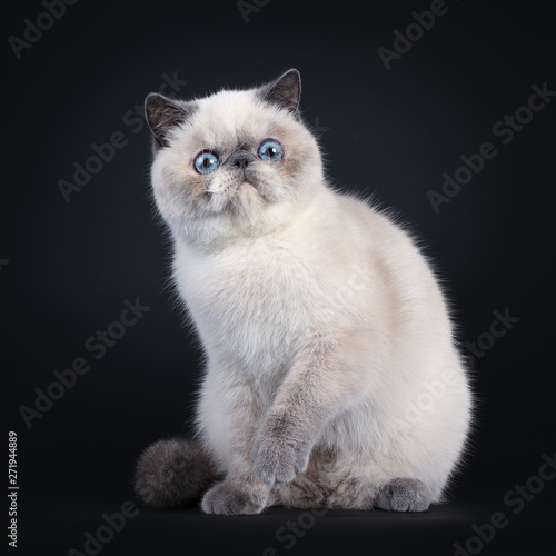 Cute Blue Tortie Point Exotic Shorthair Kitten Sitting Side Ways