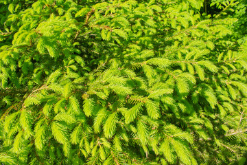 Bright green needles of young spruce, background texture close-up. Perennial evergreen coniferous plant spruce pine cedar fir tree foliage needles young twigs