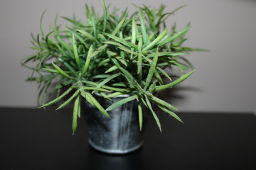 plant in pot isolated on white