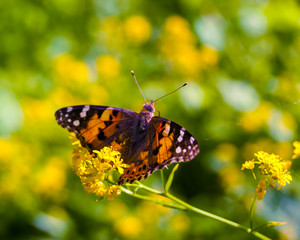 Butterfly on blurred green background