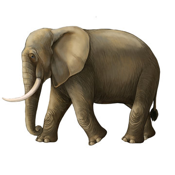cartoon scene with big elephant on white background safari illustration for children