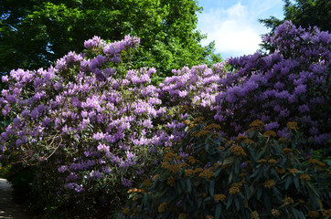 Obraz premium Rhododendron