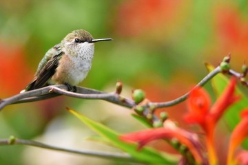 Closeup of a Female Rufous Hummingbird perched on a branch with copy space.