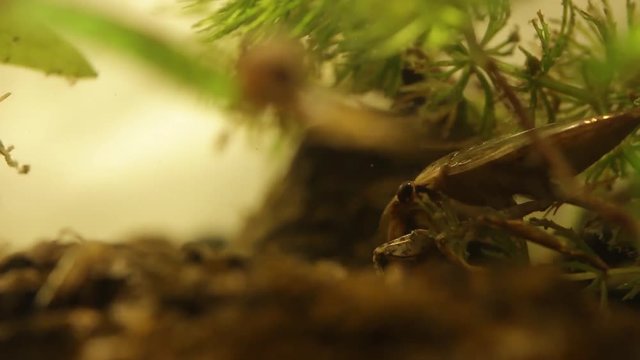 belostomatid water bug eating a planorbe snail