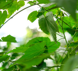 Green leaves close up view