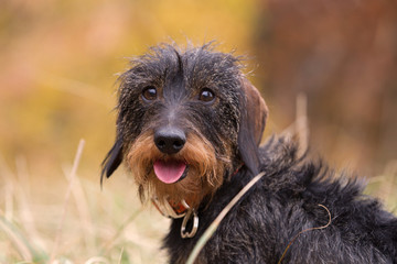 hübscher Rauhaardackel im Wald, kleiner Hund mit schönem Ausdruck, Hund mit Halsband schaut in...