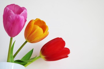 花　チューリップ　屋内　白バック　日本