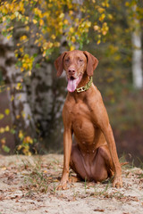 Magyar Viszla Rasseportrait im Herbstlicht