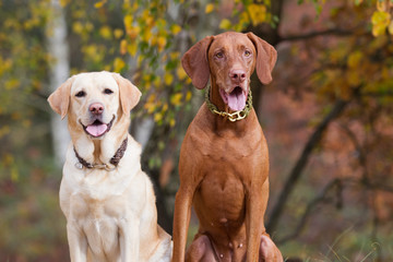 zwei Hunde im Herbstlicht