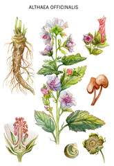 Botanical water color illustration of a herb of Althaea