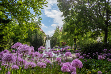 Park mit Brunnen und vielen lila Zwiebelblumen