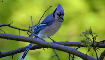 Blue Jays of Toronto, Canada