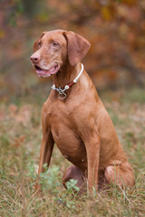 Rasseportrait einer Magyar Viszla H&uuml;ndin im Herbst