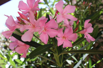 pink flowers in garden